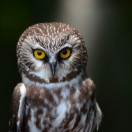 Programme SVT BCPST : Ressources