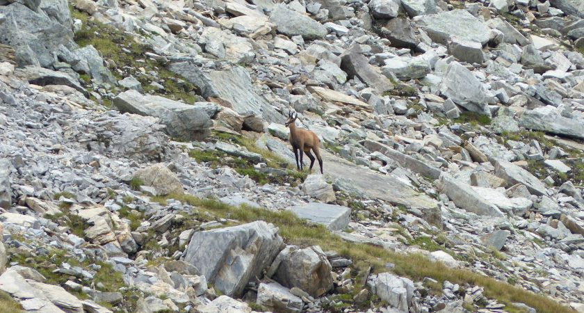 Sciences naturelles en été